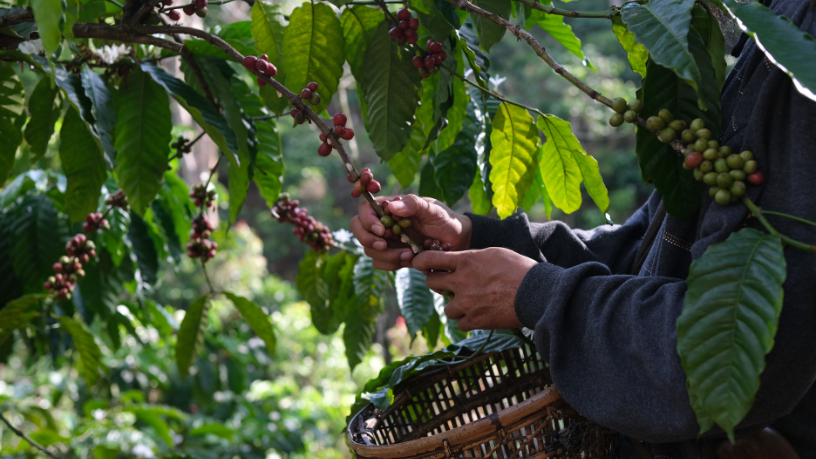 Inovação e tecnologia agregam valor ao setor cafeeiro de Minas Gerais