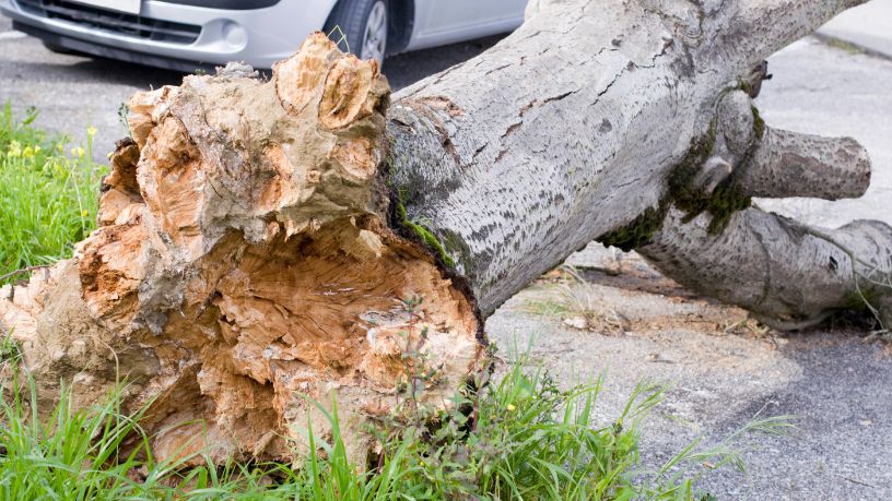 Interdição na Fernão Dias Após Queda de Árvore de Grande Porte Impacta Tráfego e Segurança