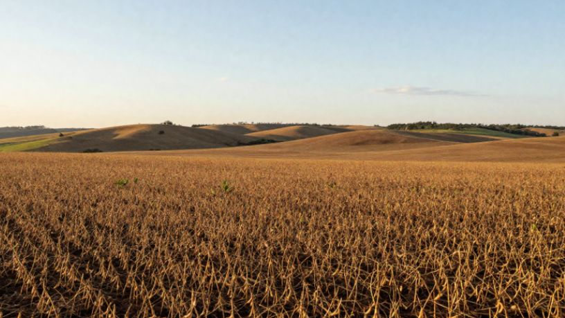 Produtores de soja em Minas Gerais entram na reta final para cumprir exigências do vazio sanitário; veja o que muda em julho