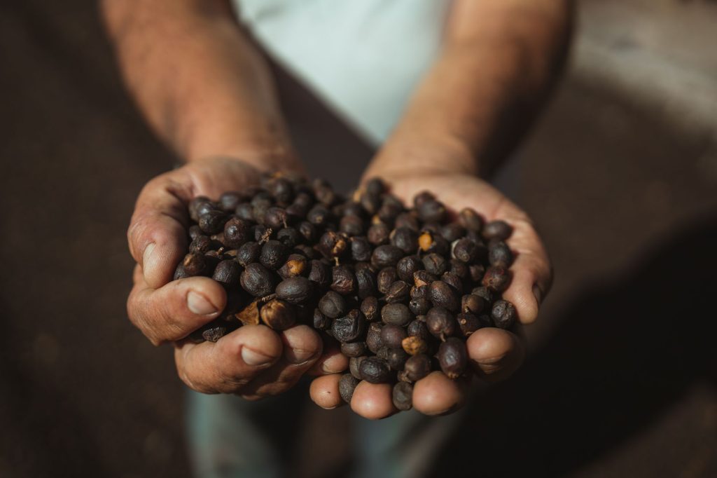 Mãos seguram frutos frescos de café colhidos sob a luz do sol em uma propriedade rural de Dom Viçoso, Minas Gerais.